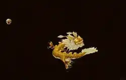 天龙八部扎龙宝宝怎么获取 天龙八部怀旧服升级最快方法