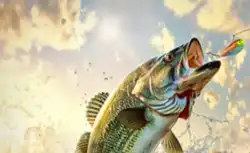 《欢乐钓鱼大师》2024最新兑换码汇总